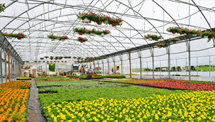 Greenhouse and Nursery
