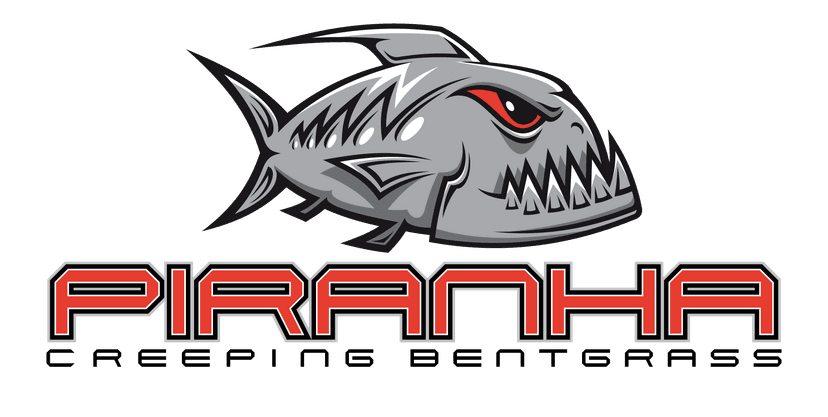 Piranha Creeping Bentgrass