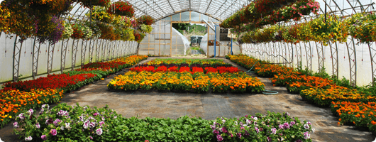 Greenhouse and Nursery